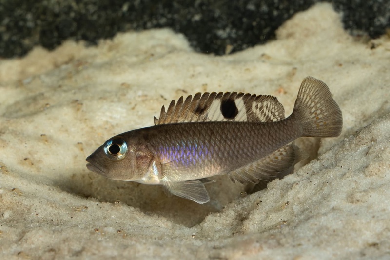 Lamprologus kungweensis 'Burton Bay'